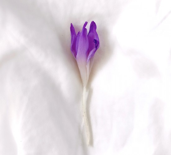 Easter Holidays. Fashion Blogger Girl by Style Blog Heartfelt Hunt. Pretty purple crocus relaxing in white bedlinen.